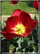 foto Fiori